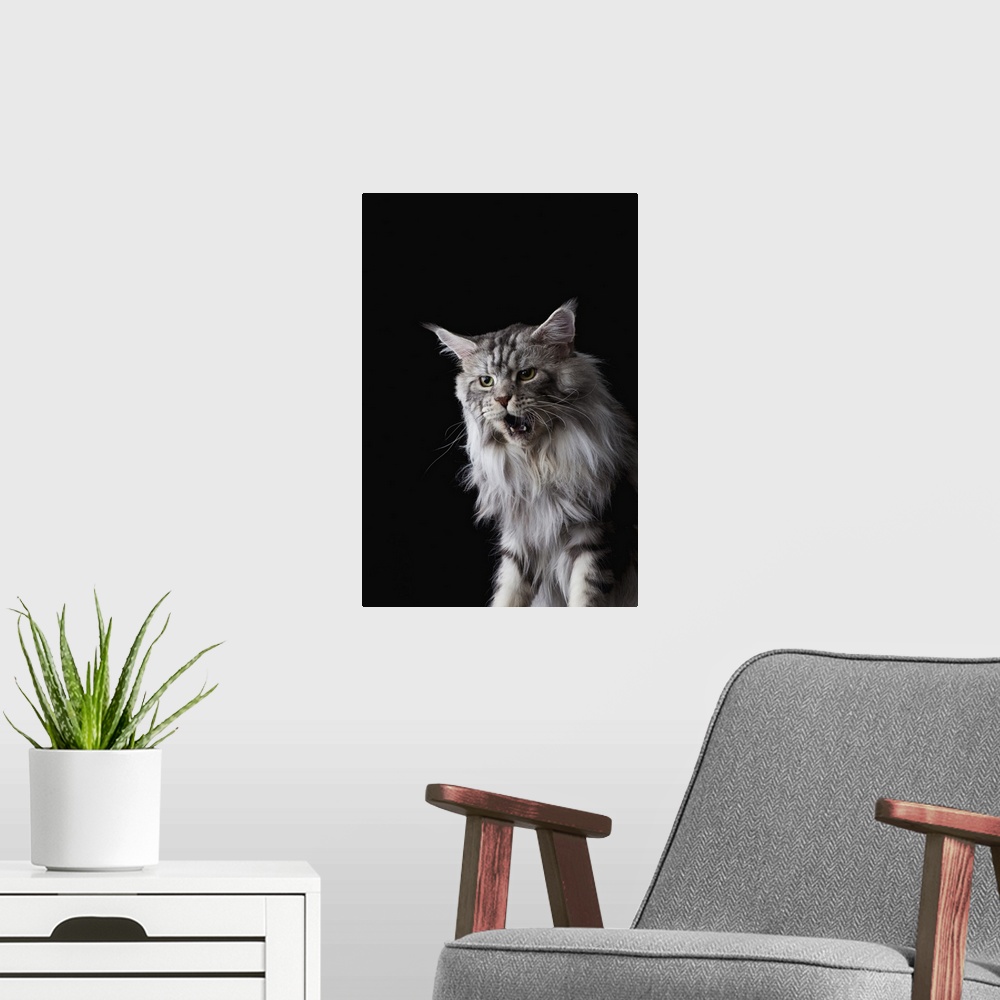 A modern room featuring Maine Coon cat