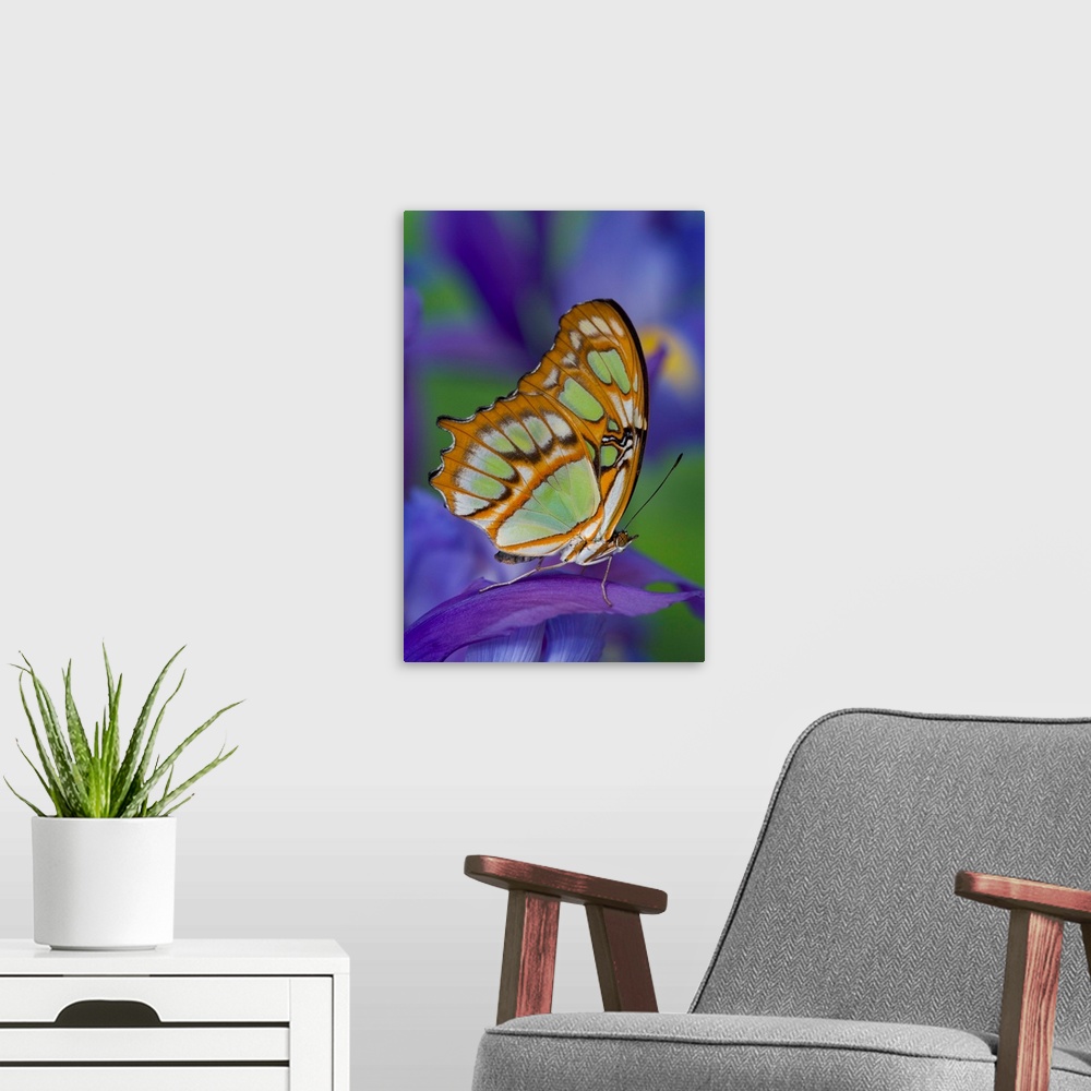 A modern room featuring This butterfly is found from Brazil north through Central America, the West Indies, to southern F...