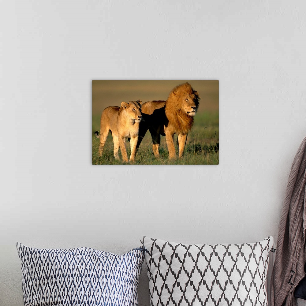 A bohemian room featuring A male and female lion share an early morning walk in the savanna of the Masai Mara National Rese...