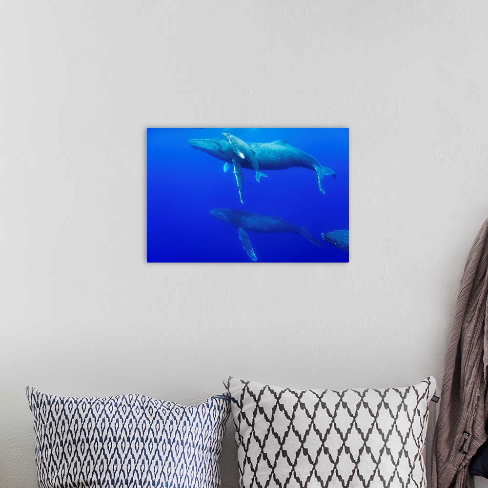 A bohemian room featuring Male Humpback Whales Following Cow And Calf In Breeding Season