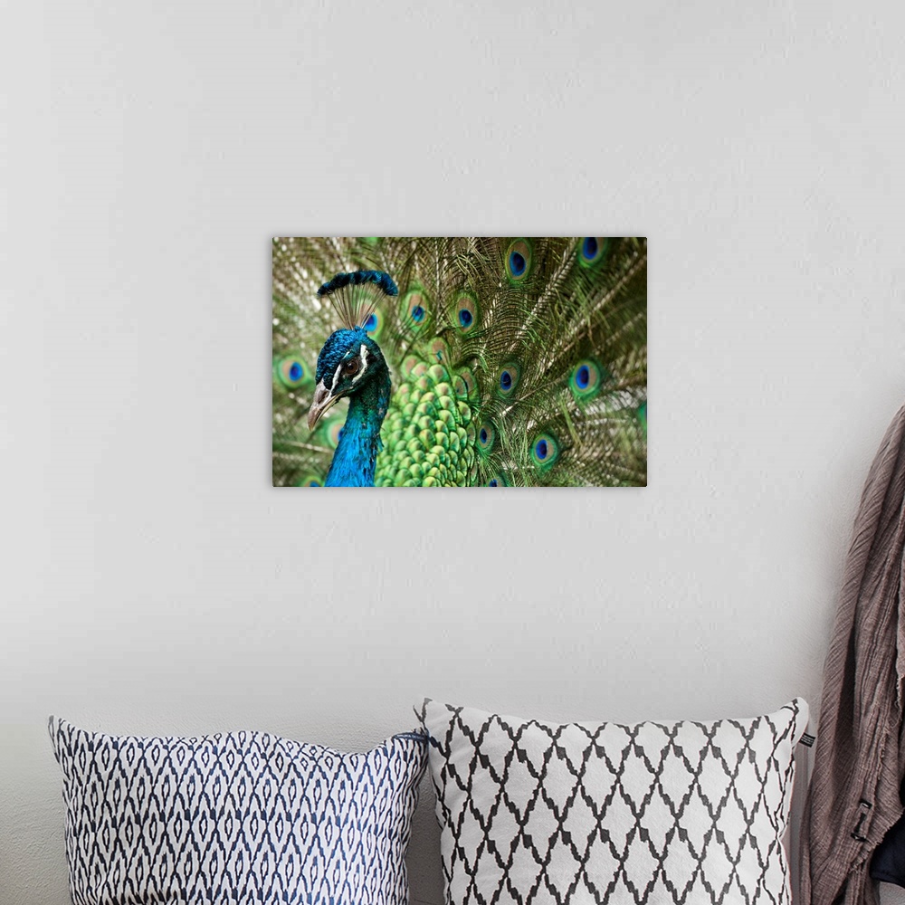 A bohemian room featuring Male Indian Peacock In Costa Rica