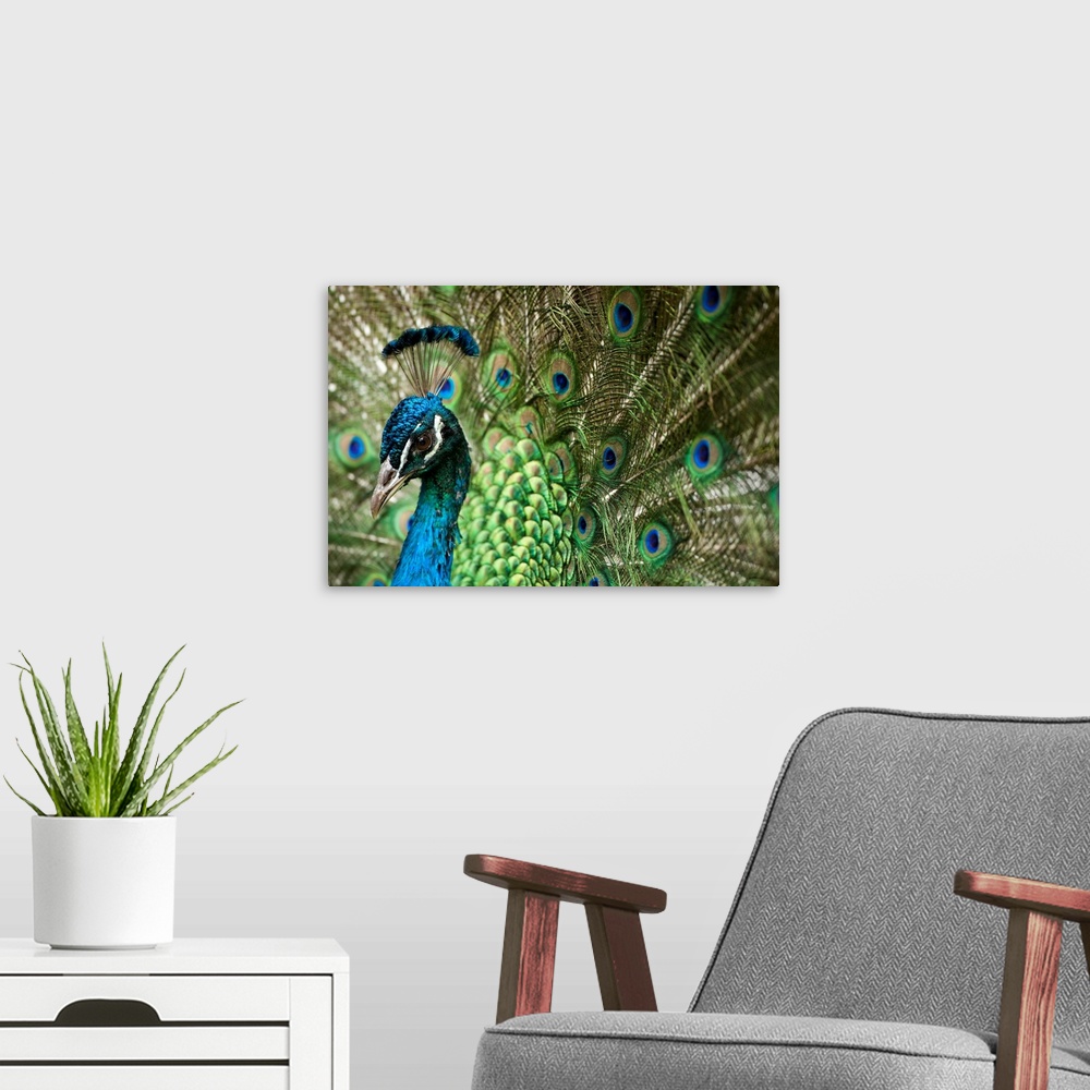A modern room featuring Male Indian Peacock In Costa Rica