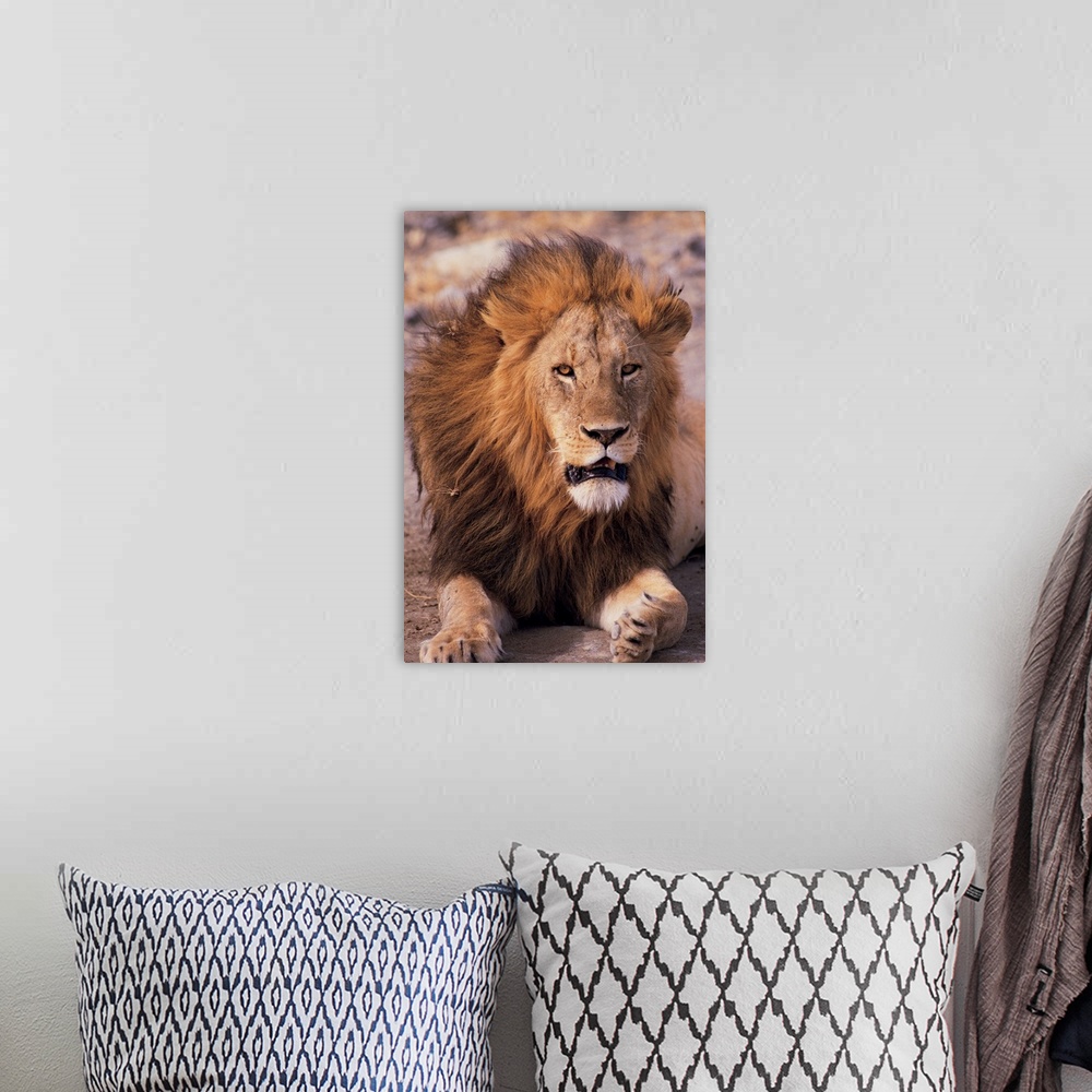 A bohemian room featuring Male lion in Ngorongoro Crater , Tanzania