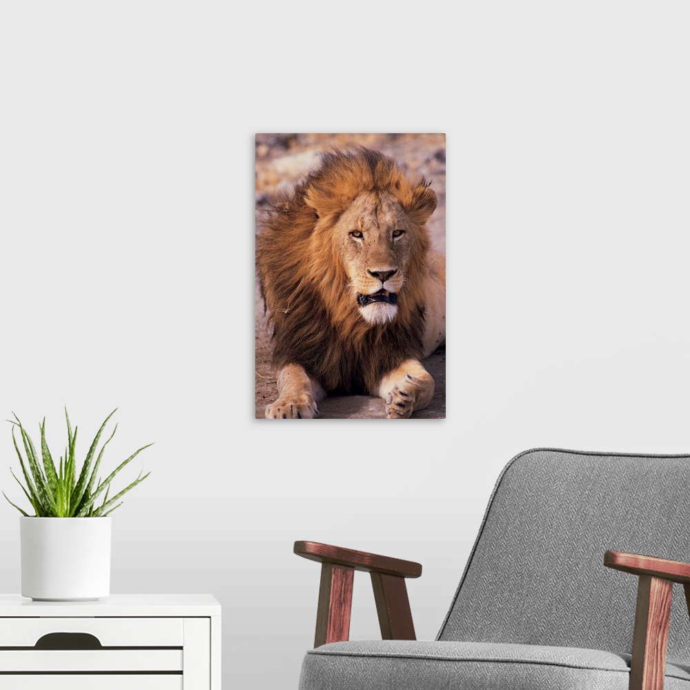 A modern room featuring Male lion in Ngorongoro Crater , Tanzania