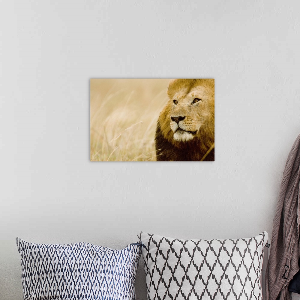 A bohemian room featuring Wall art of the up close view of a lion's head with a field in the background.