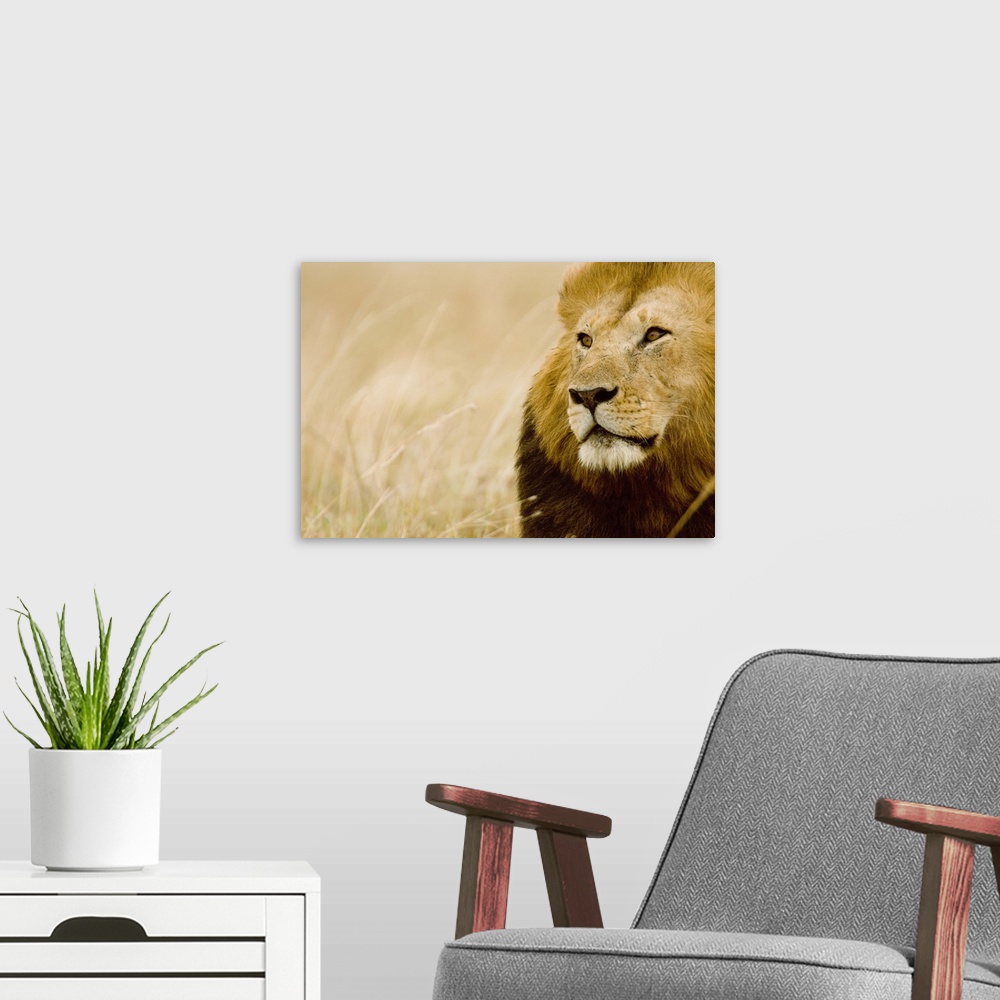A modern room featuring Wall art of the up close view of a lion's head with a field in the background.