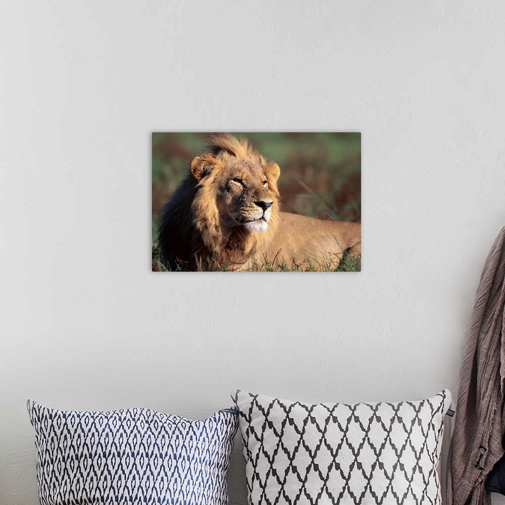 A bohemian room featuring A male lion rests along the Khwai River in Okanvango Delta in the morning sun.