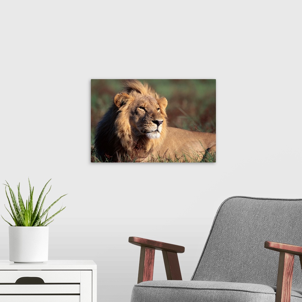 A modern room featuring A male lion rests along the Khwai River in Okanvango Delta in the morning sun.