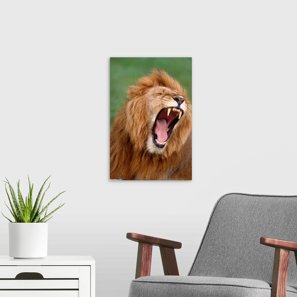 A modern room featuring Male Lion Tearing His Mouth Open