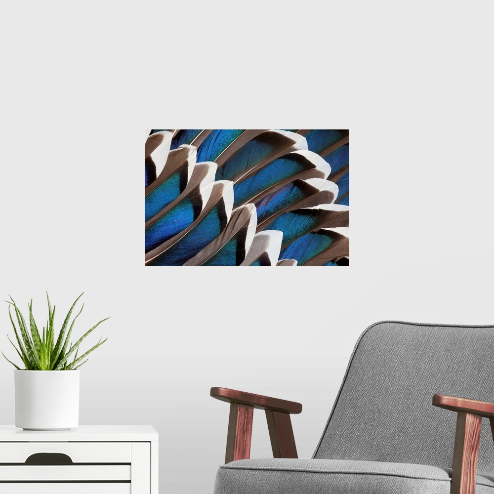 A modern room featuring Male Mallard blue wing feathers designed and photographed Sammamish, WA