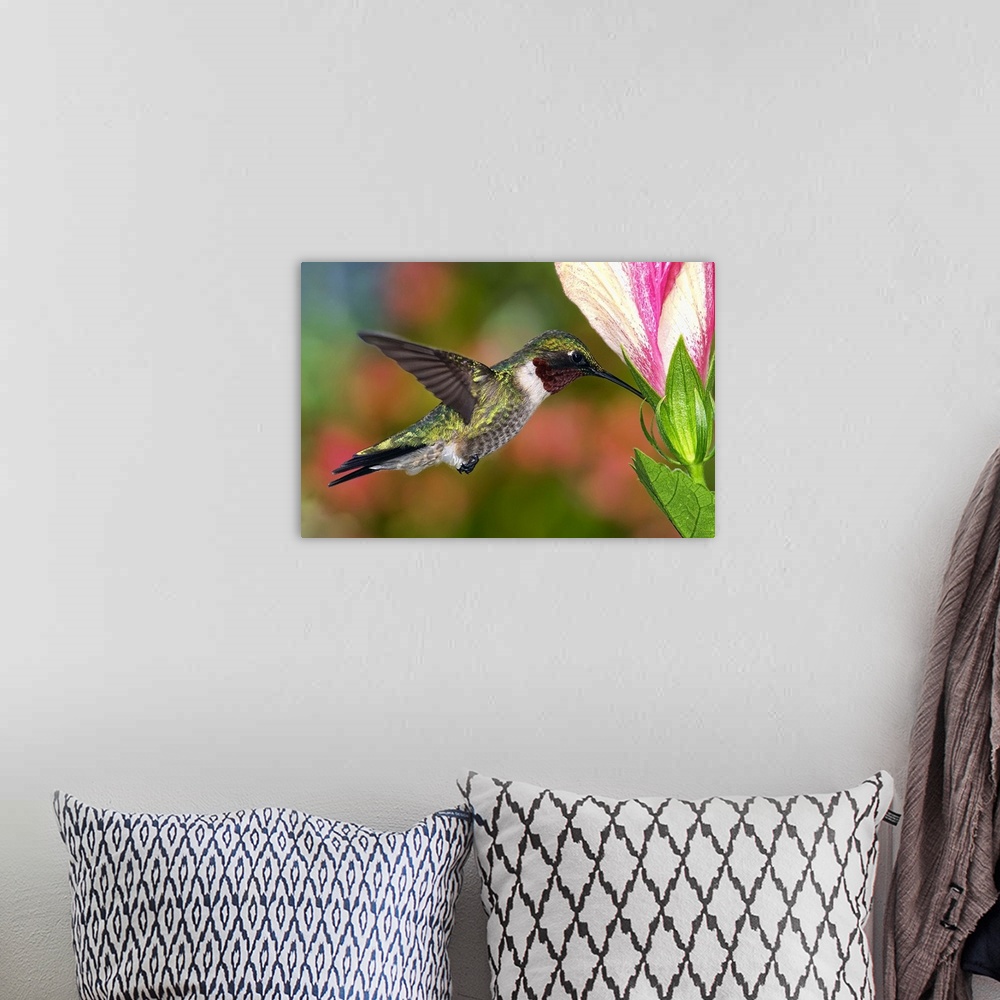 A bohemian room featuring Male ruby throated hummingbird feeding on hibiscus flower, US.