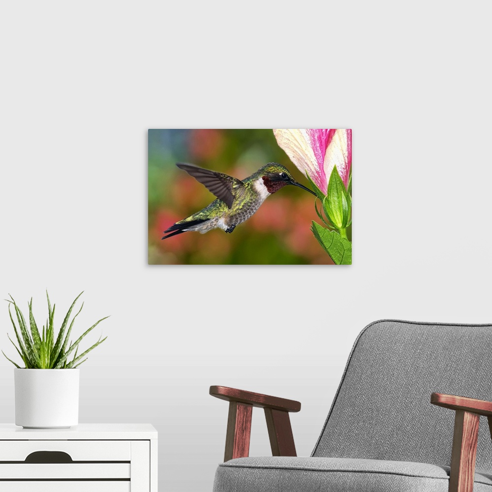 A modern room featuring Male ruby throated hummingbird feeding on hibiscus flower, US.
