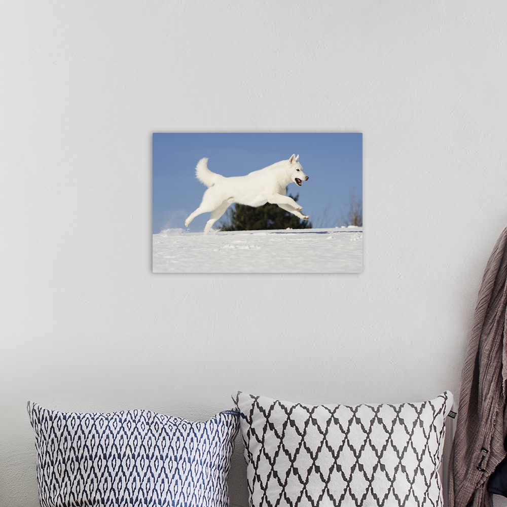 A bohemian room featuring Male Siberian husky running over snow
