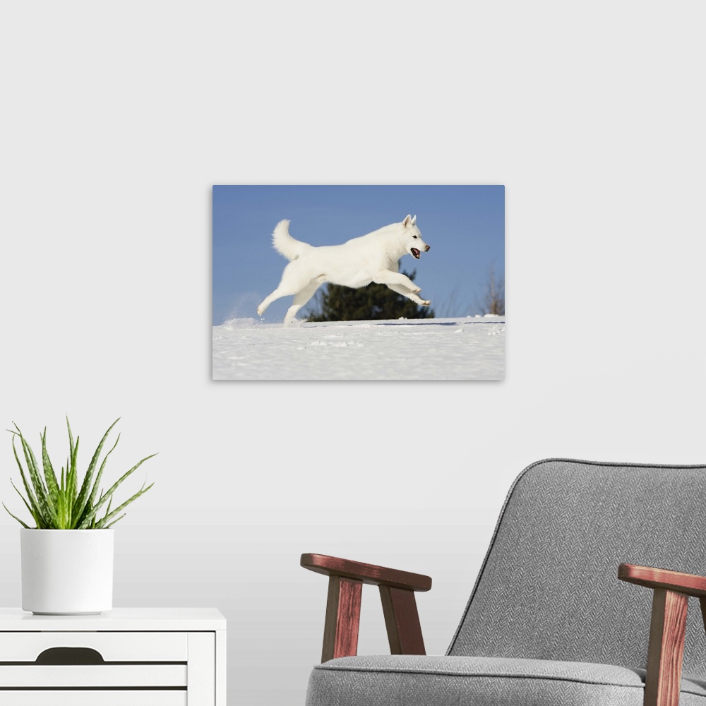A modern room featuring Male Siberian husky running over snow