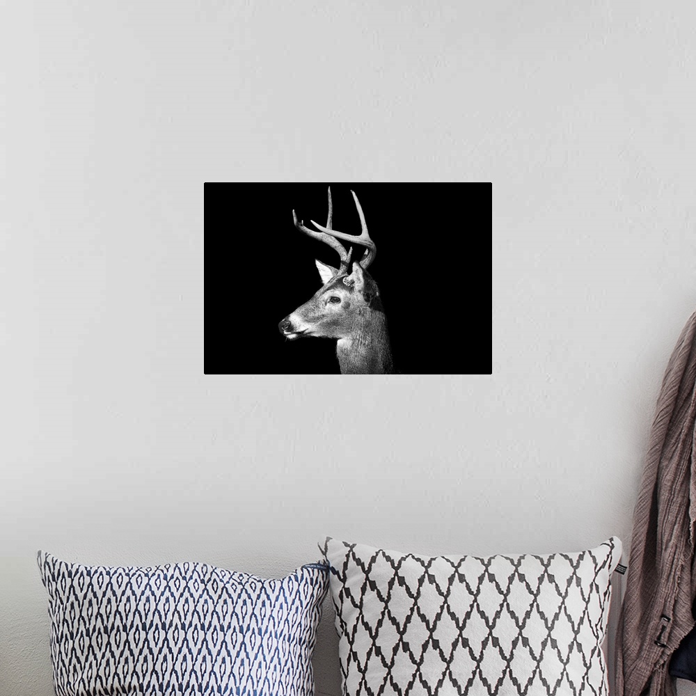 A bohemian room featuring Male White Tailed Deer, or Buck, with antlers in black and white on an all black background.