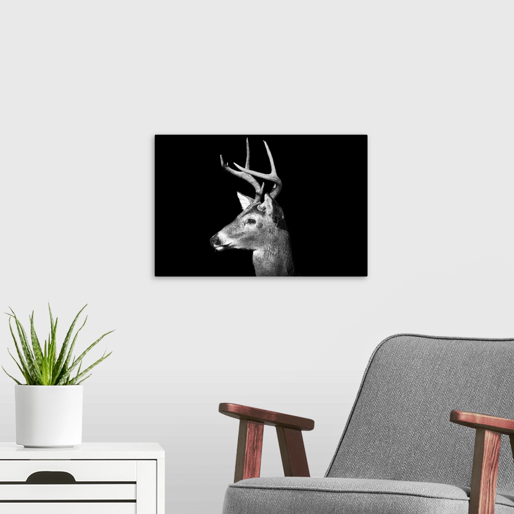 A modern room featuring Male White Tailed Deer, or Buck, with antlers in black and white on an all black background.