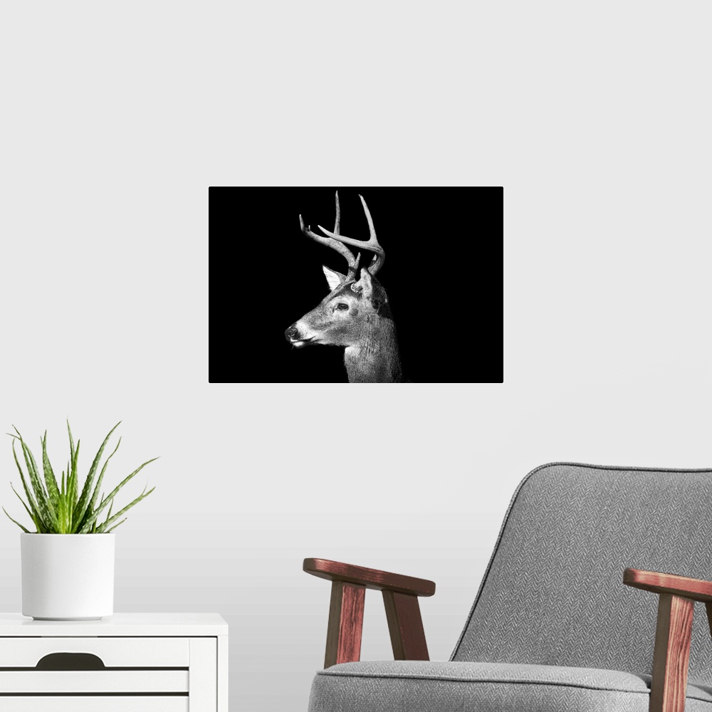 A modern room featuring Male White Tailed Deer, or Buck, with antlers in black and white on an all black background.