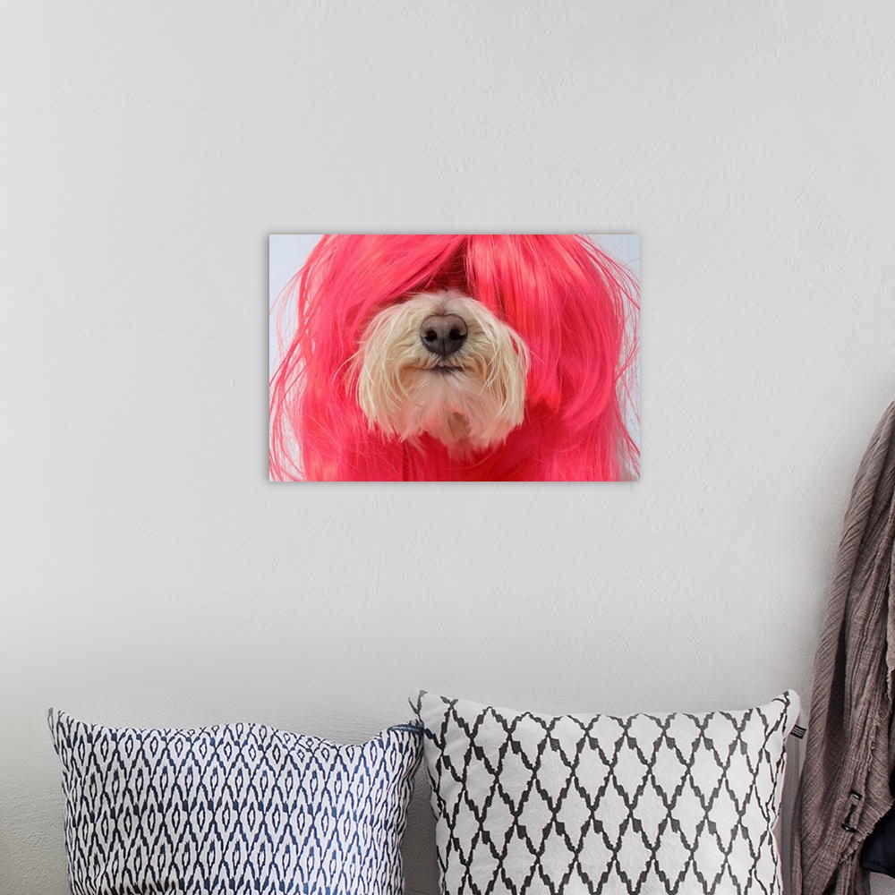 A bohemian room featuring Close-up of Maltese Poodle Dog in pink wig