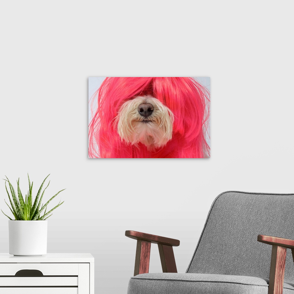 A modern room featuring Close-up of Maltese Poodle Dog in pink wig