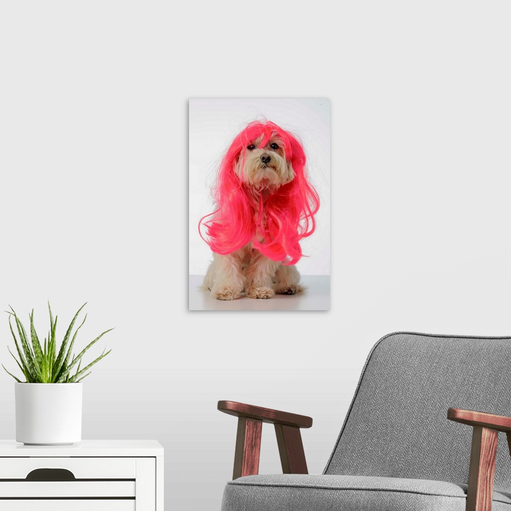 A modern room featuring Maltese Poodle Dog wearing pink glamour wig