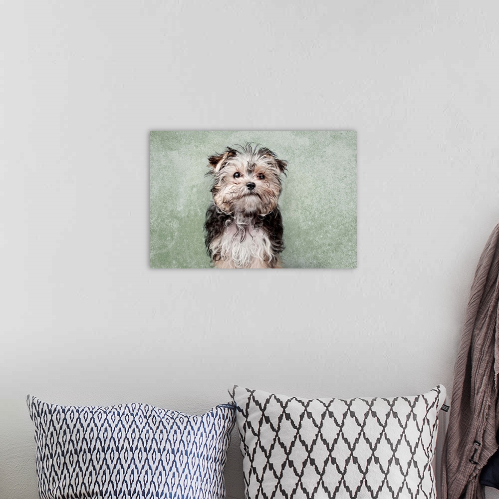 A bohemian room featuring Maltese yorkshire terrier mix on green textured background.