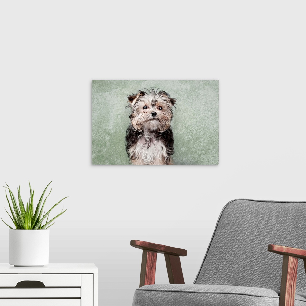 A modern room featuring Maltese yorkshire terrier mix on green textured background.