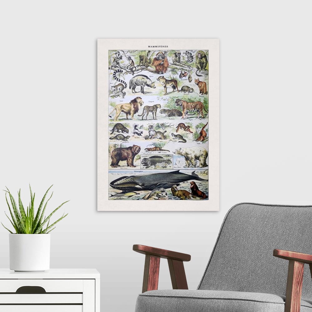 A modern room featuring Old illustration about wild mammals by Millot printed in the french dictionary "Dictionnaire Comp...