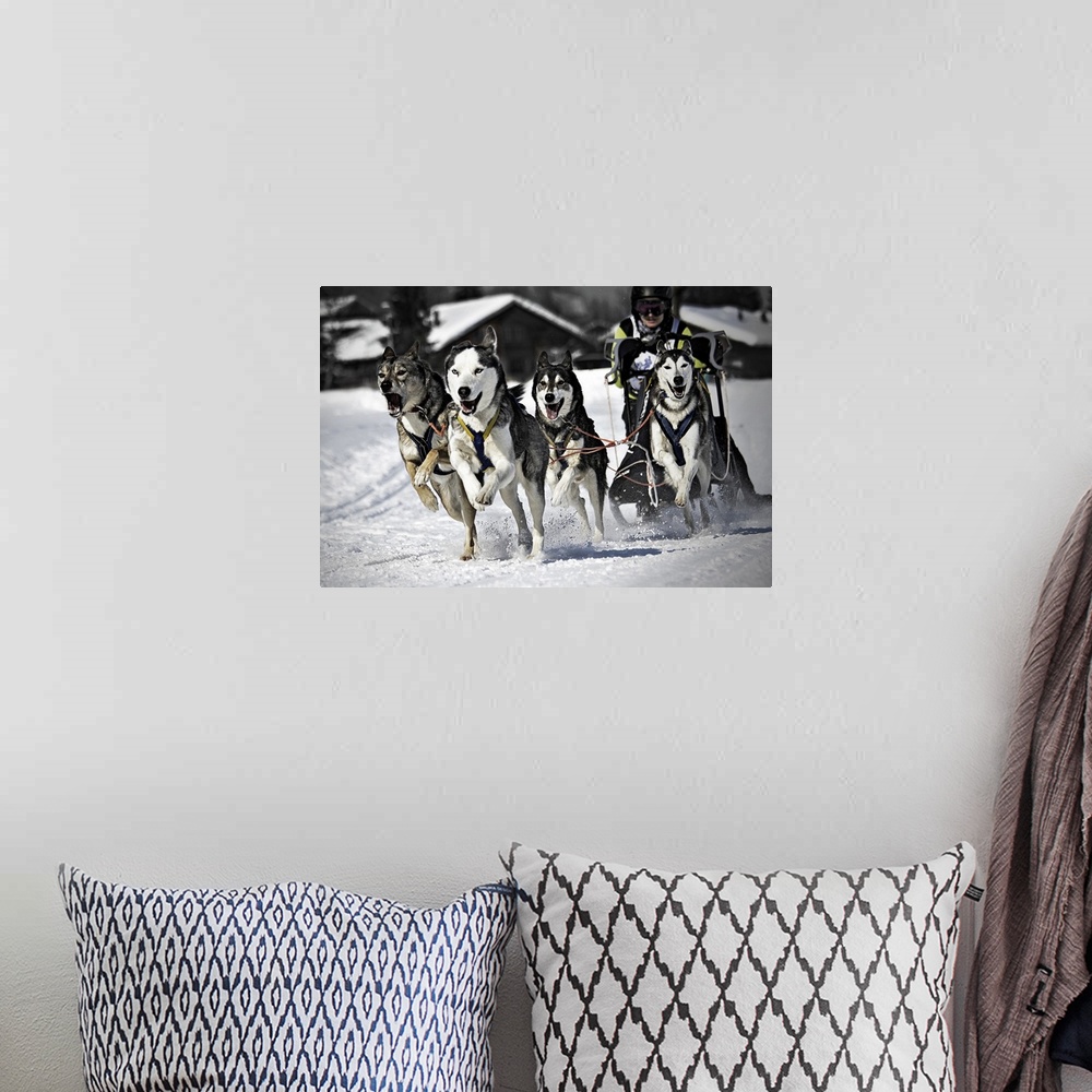A bohemian room featuring Man with group of dogs mushing in snow, Switzerland.