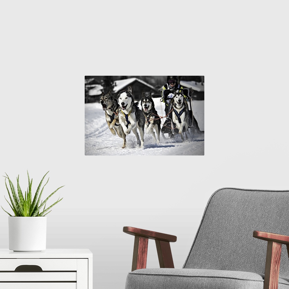 A modern room featuring Man with group of dogs mushing in snow, Switzerland.