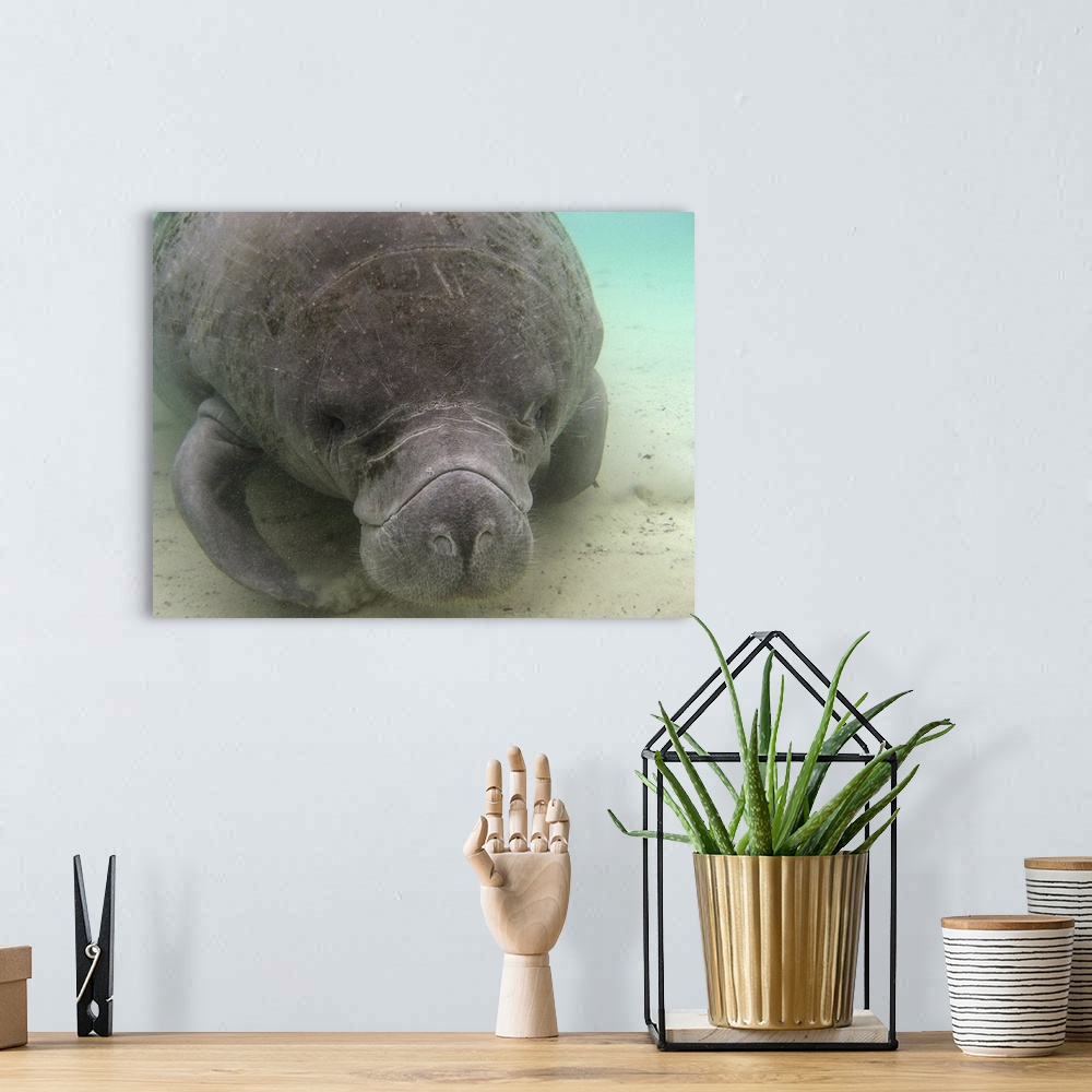 A bohemian room featuring This is one of a family of manatees in the wild at the Crystal River in Florida.