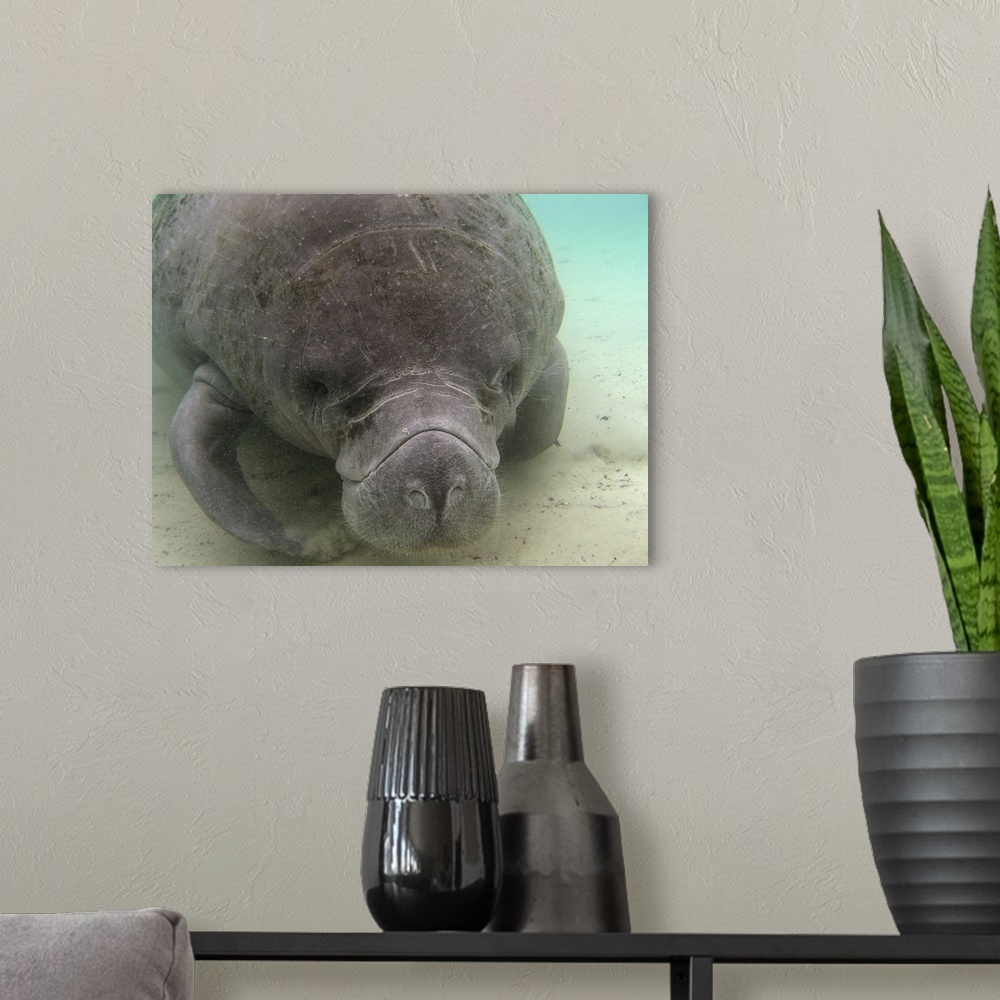 A modern room featuring This is one of a family of manatees in the wild at the Crystal River in Florida.
