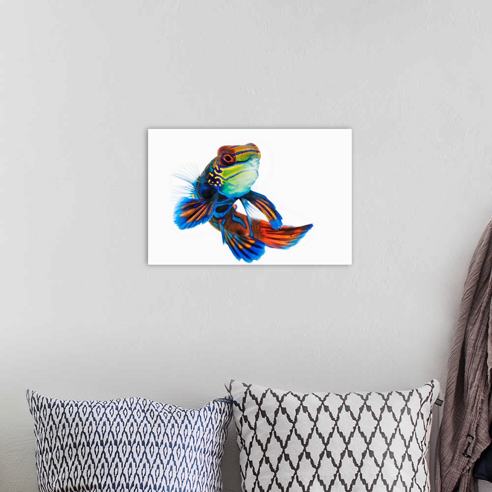 A bohemian room featuring The mandarinfish or mandarin dragonet, is a brightly colored fish that is popularly used in saltw...