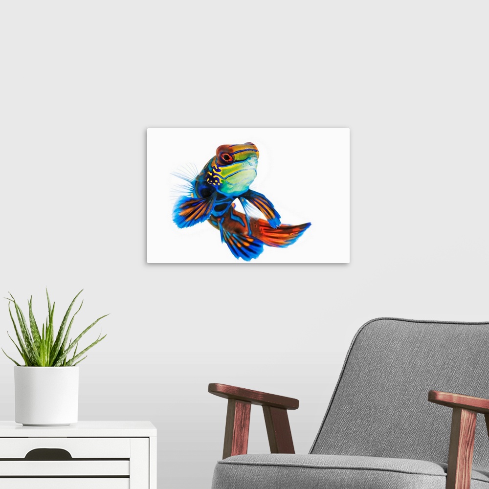 A modern room featuring The mandarinfish or mandarin dragonet, is a brightly colored fish that is popularly used in saltw...