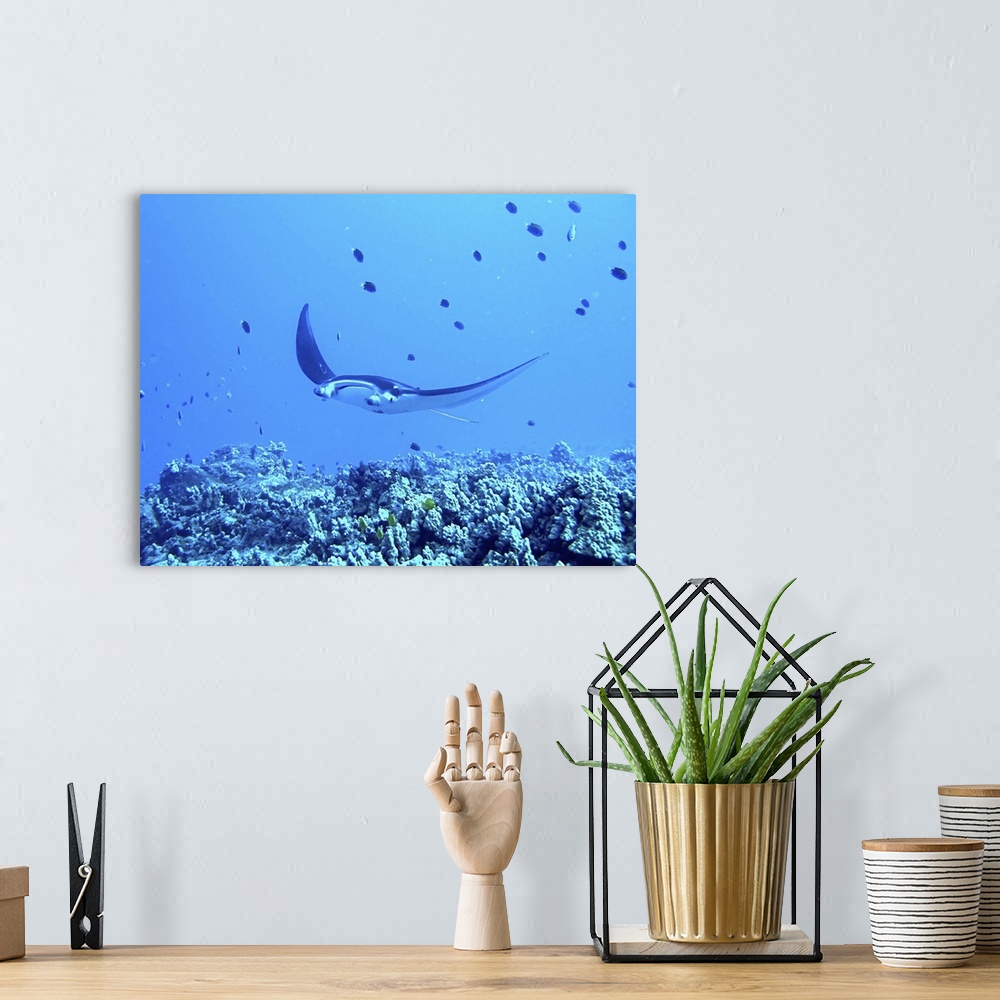 A bohemian room featuring Manta ray underwater in blue ocean.