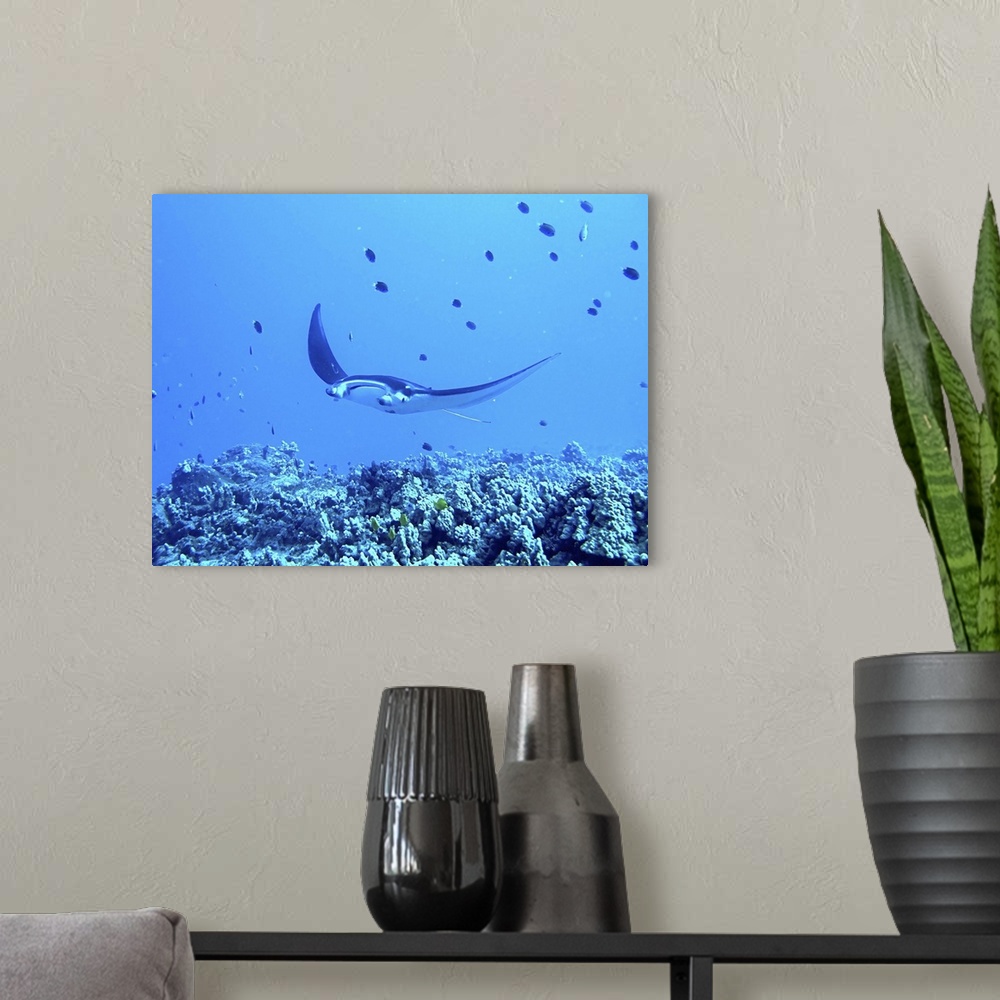 A modern room featuring Manta ray underwater in blue ocean.