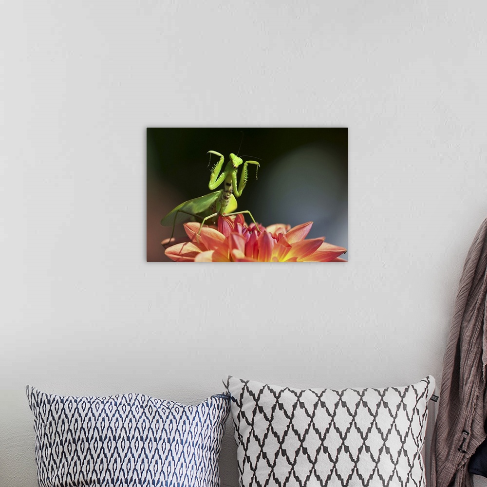 A bohemian room featuring Praying mantis stance on dahlia flower with both forelimbs raising up.