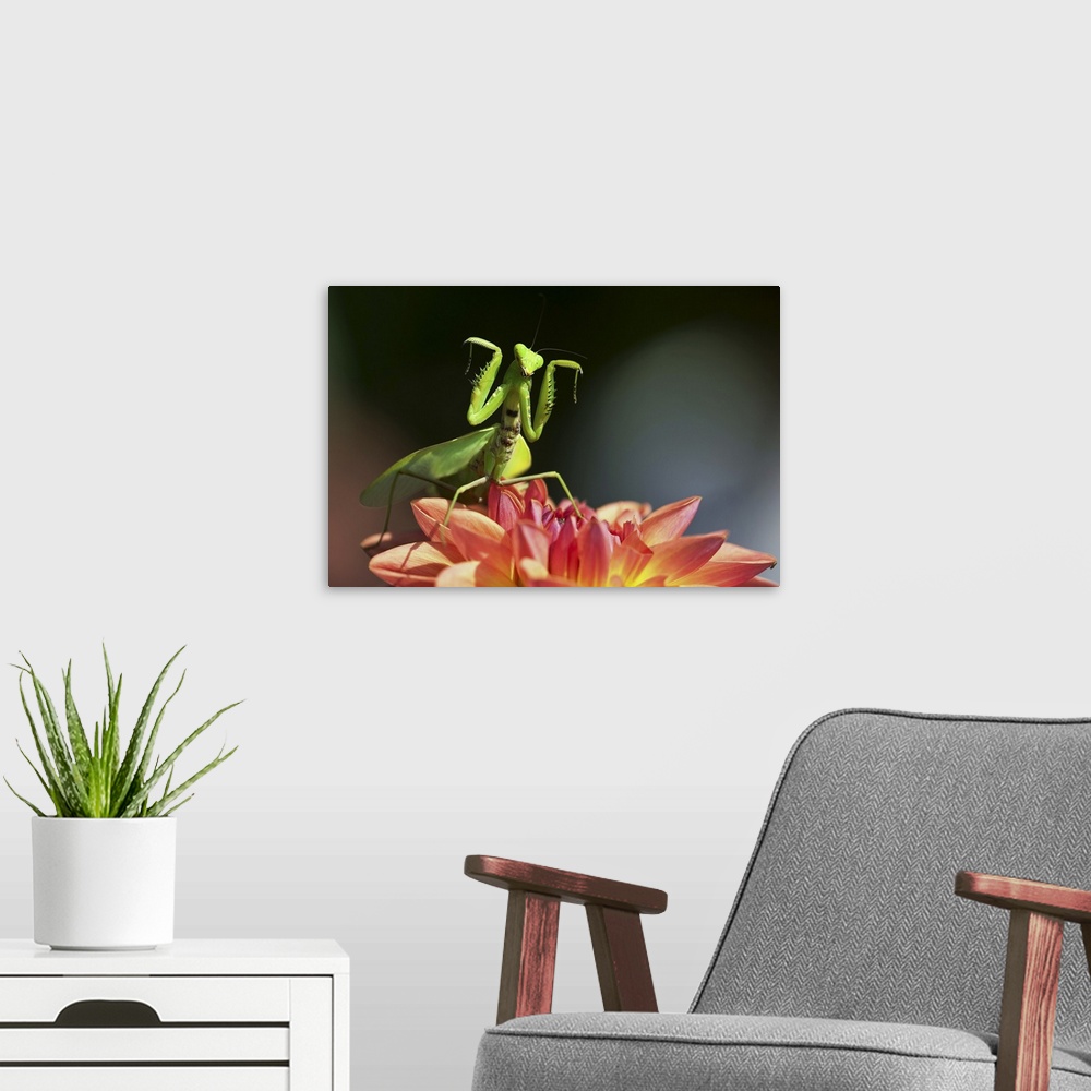 A modern room featuring Praying mantis stance on dahlia flower with both forelimbs raising up.