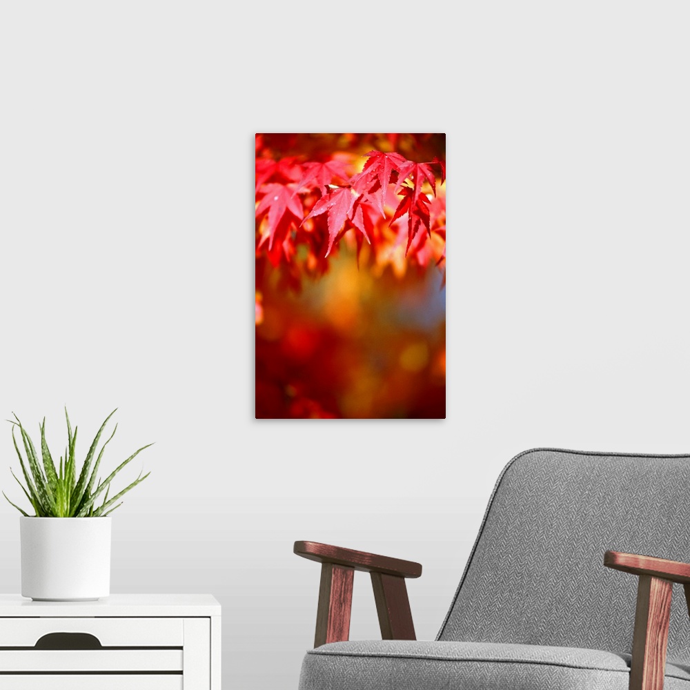 A modern room featuring Maple leaf in autumn (differential focus)