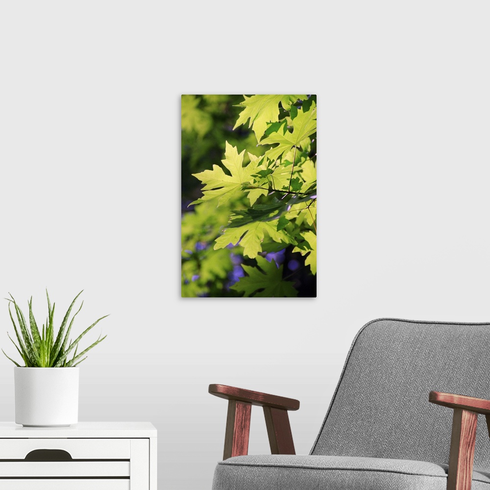 A modern room featuring Maple leaves in spring