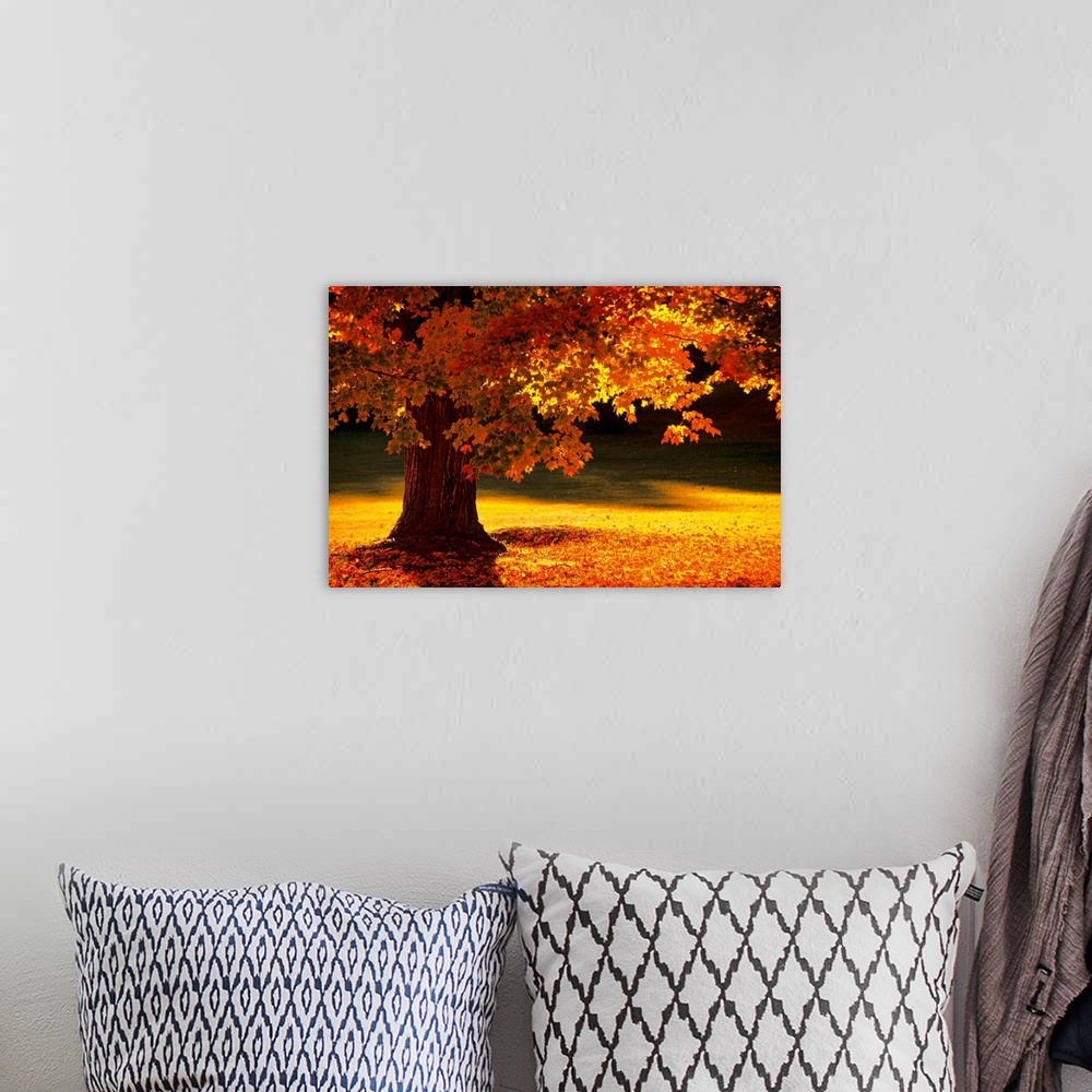A bohemian room featuring This landscape photograph shows a New England tree in autumn with leaves that have begun to fall ...