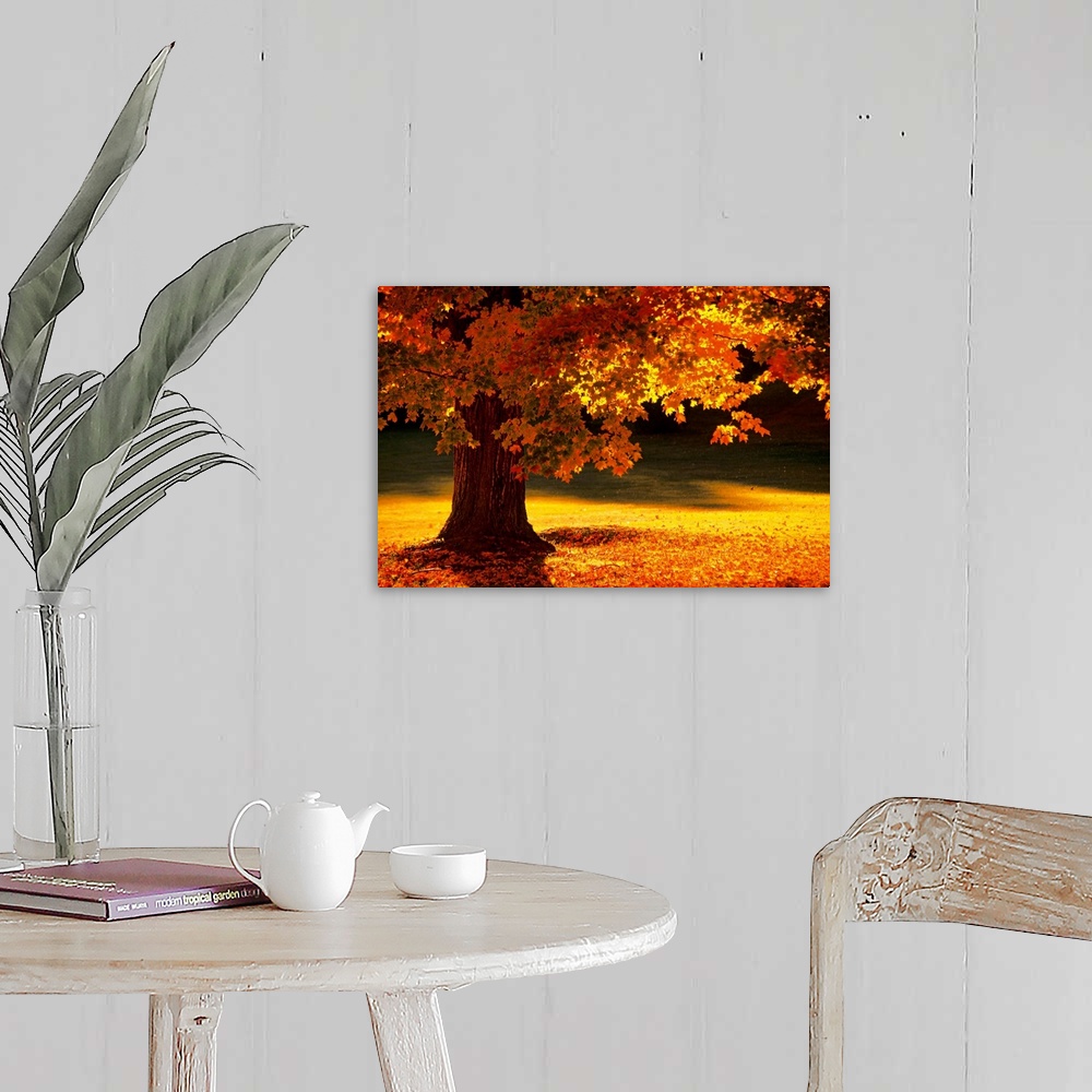 A farmhouse room featuring This landscape photograph shows a New England tree in autumn with leaves that have begun to fall ...
