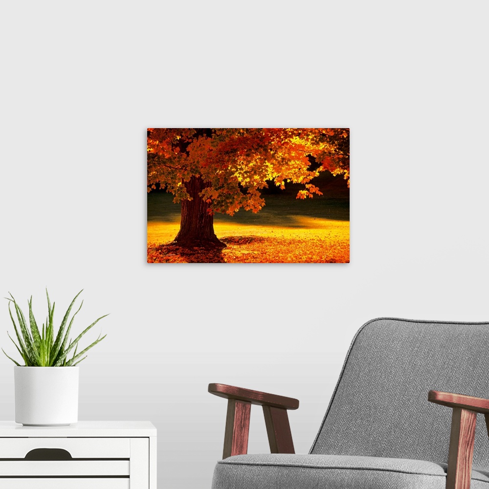 A modern room featuring This landscape photograph shows a New England tree in autumn with leaves that have begun to fall ...