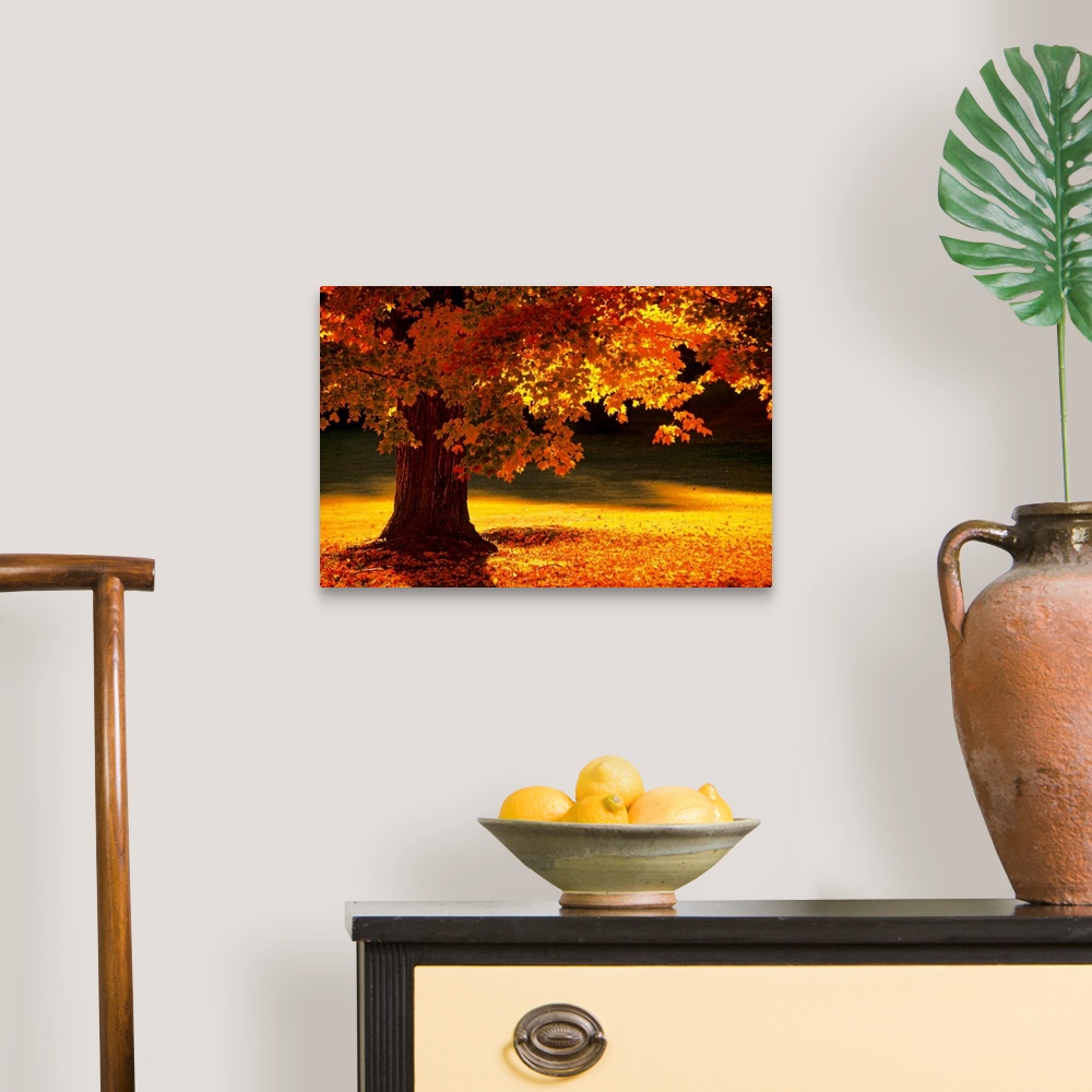 A traditional room featuring This landscape photograph shows a New England tree in autumn with leaves that have begun to fall ...