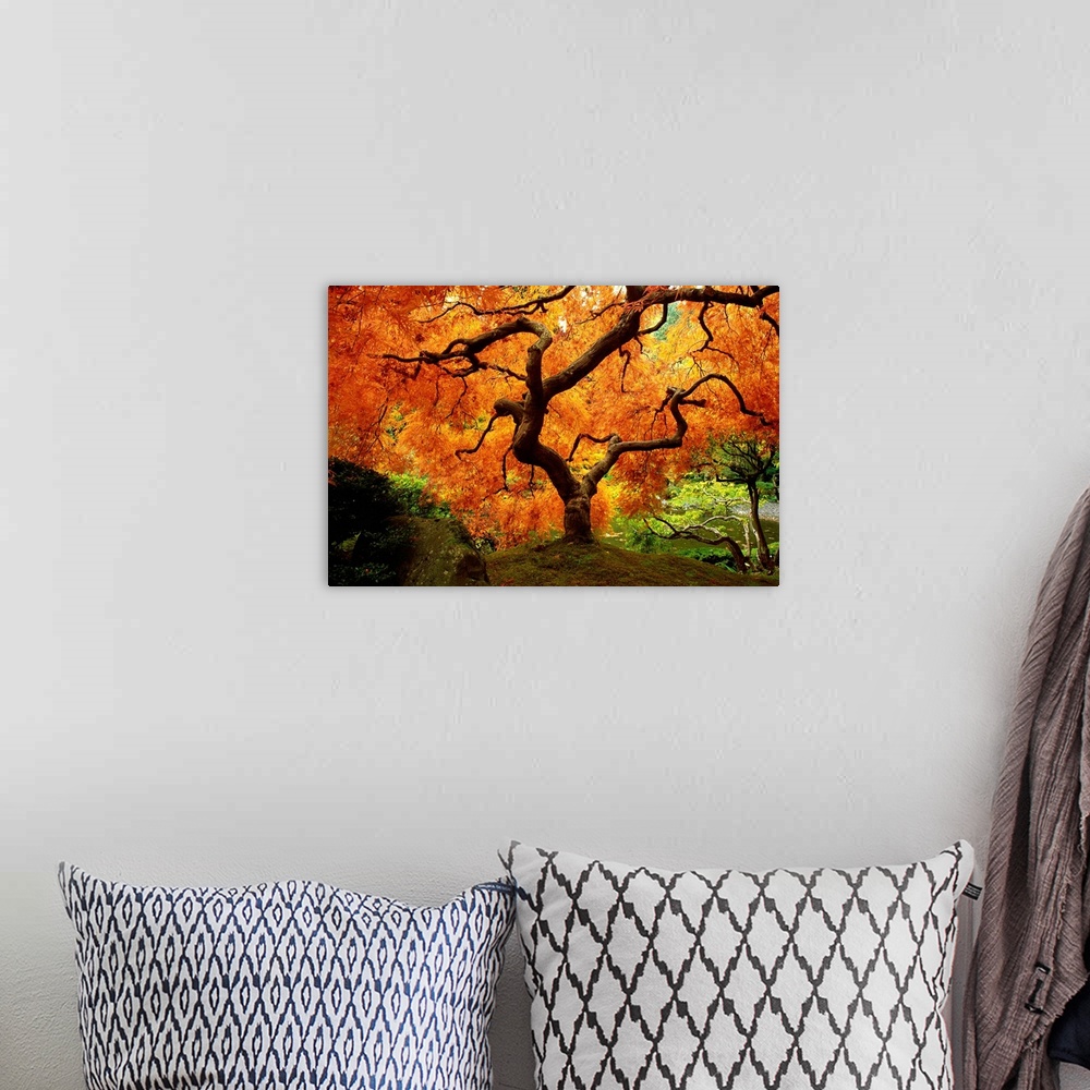 A bohemian room featuring Maple Tree In Autumn