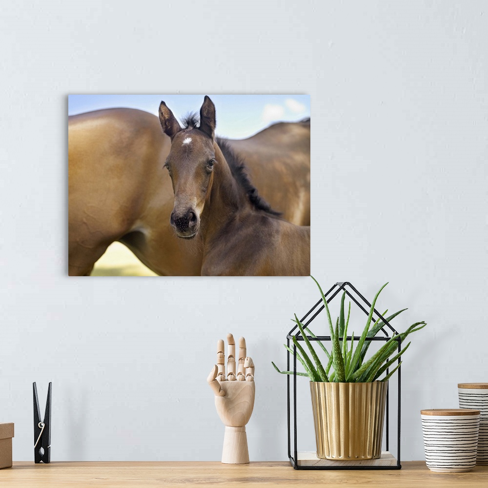 A bohemian room featuring Mare and new born foal