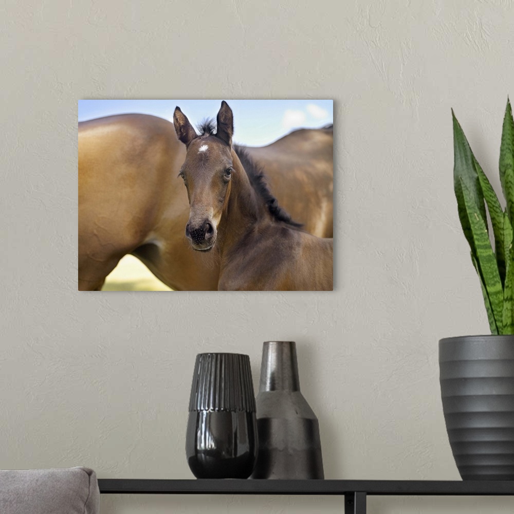 A modern room featuring Mare and new born foal
