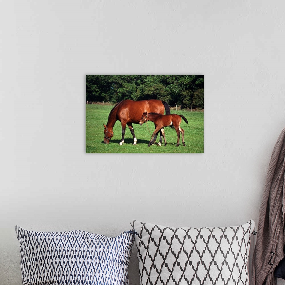 A bohemian room featuring mare with foal