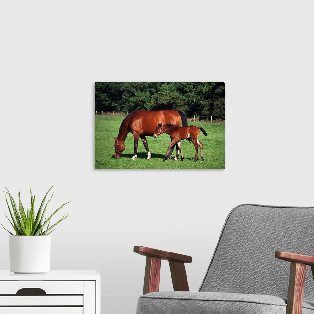 A modern room featuring mare with foal