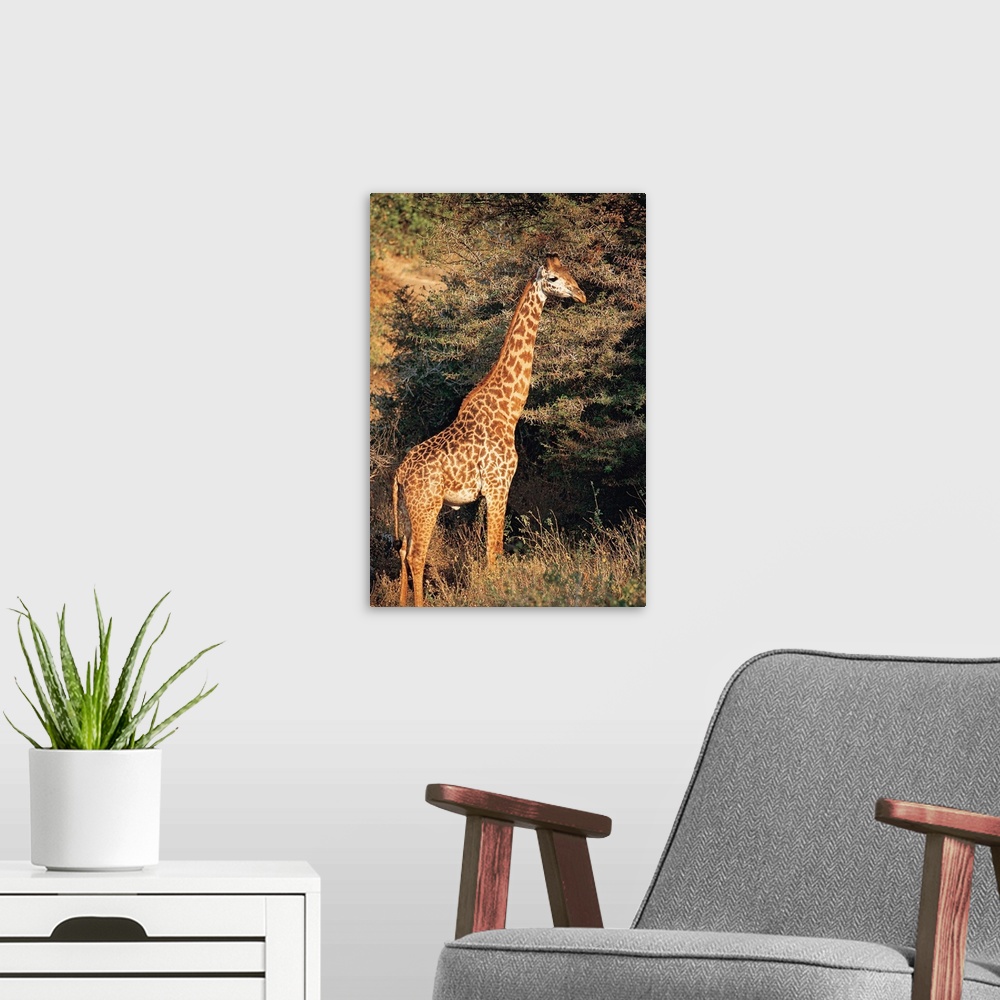 A modern room featuring Masai giraffe , Lake Manyara , Tanzania