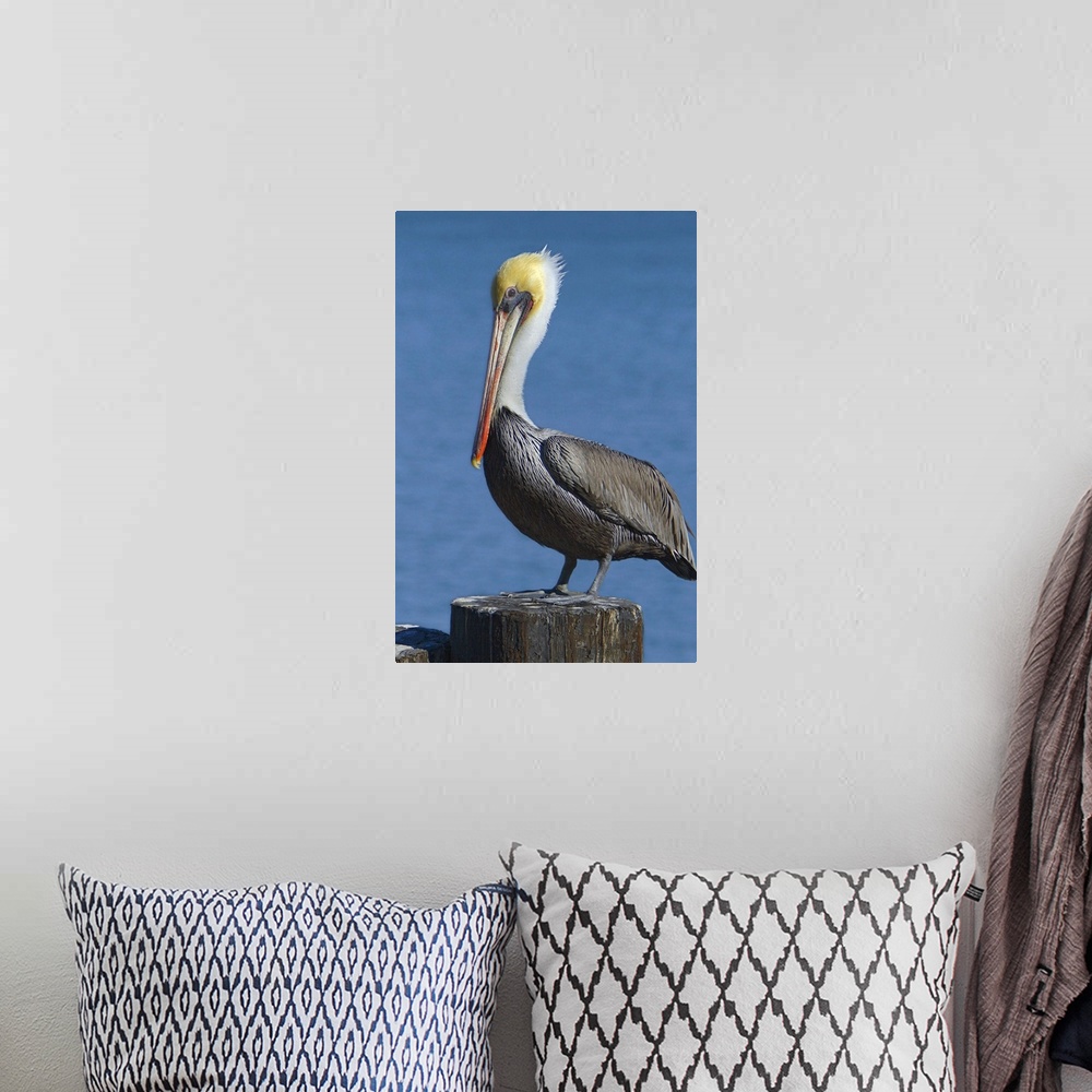 A bohemian room featuring Mature Brown Pelican (Pelicanus occidentalis) resting on pier piling.